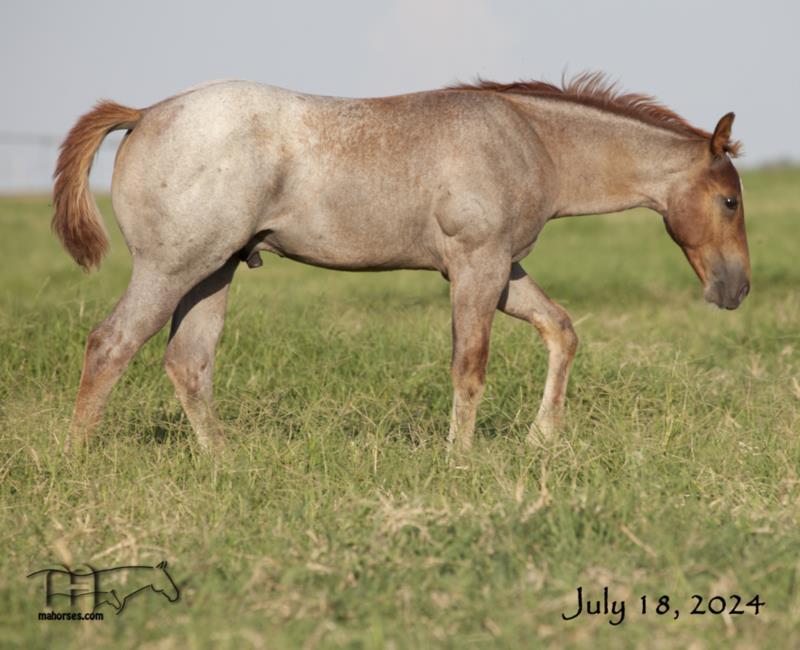 Smokin Rose MA's 2024 Red Roan Stallion- UNDER CONTRACT   SALE PENDING